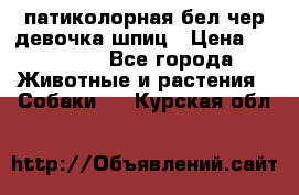 патиколорная бел/чер девочка шпиц › Цена ­ 15 000 - Все города Животные и растения » Собаки   . Курская обл.